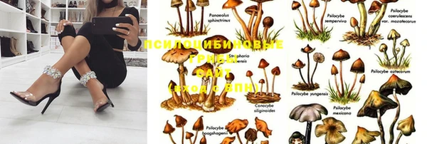 PSILOCYBIN Армянск